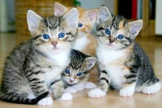 7 Manfaat Memelihara Kucing di Rumah bagi Kesehatan Fisik dan Mental